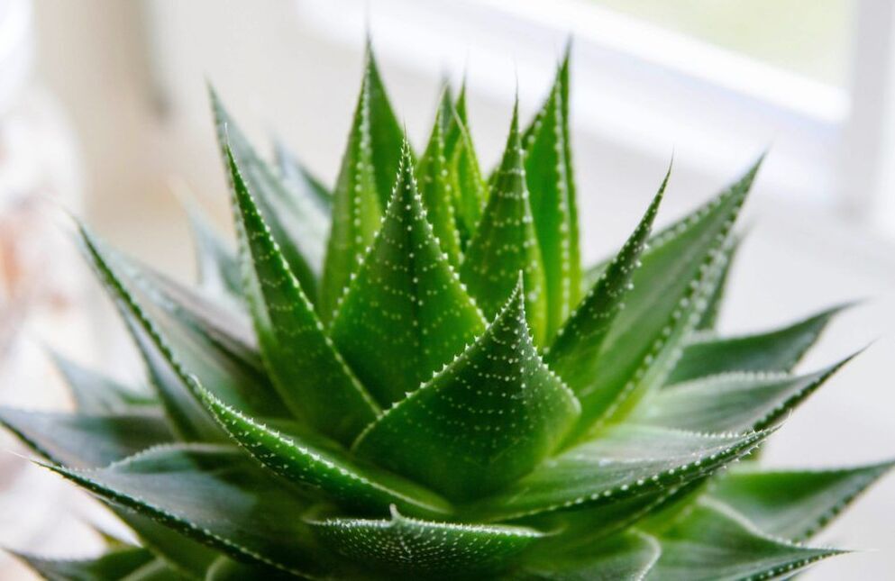 aloe pro zvětšení penisu
